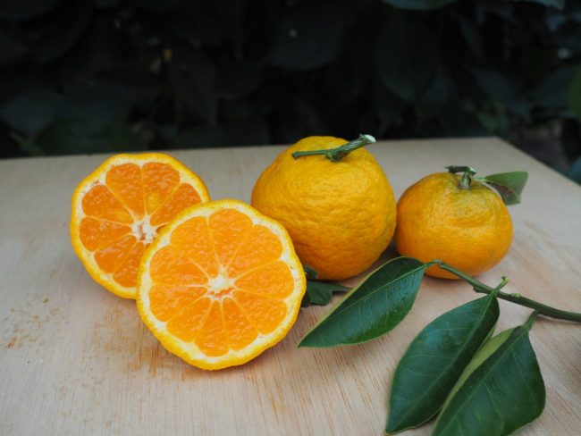 Prague Chimera Citrus